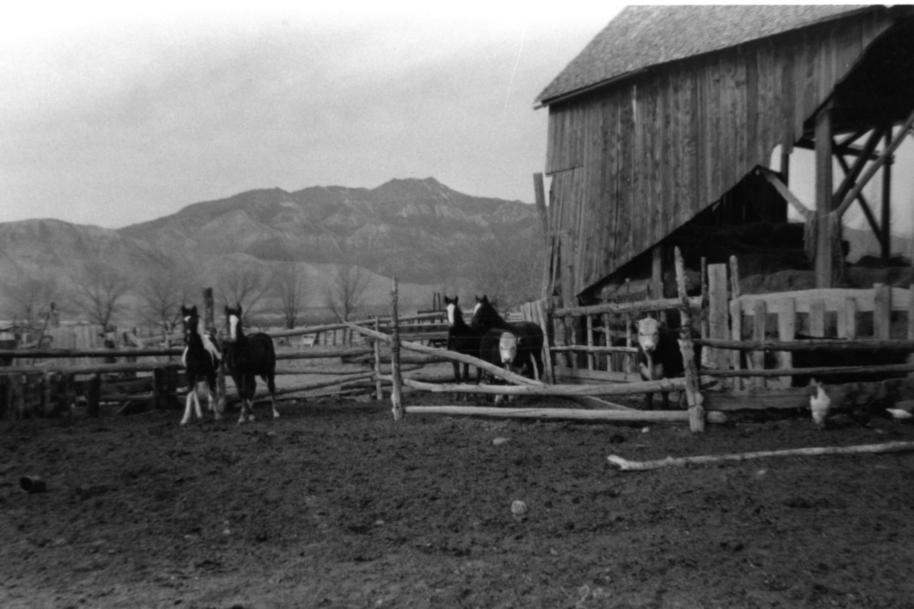 Barn West Of Frank S Hatches Home 1962