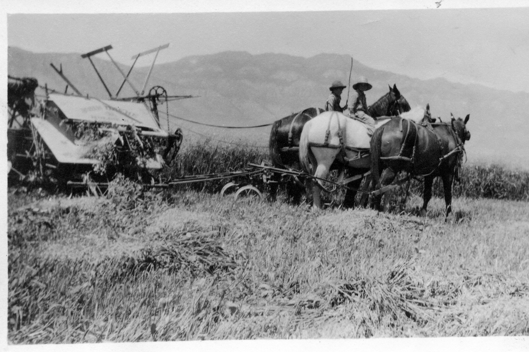 Cutting Oats In Windmill Field Frank C And William On Horses