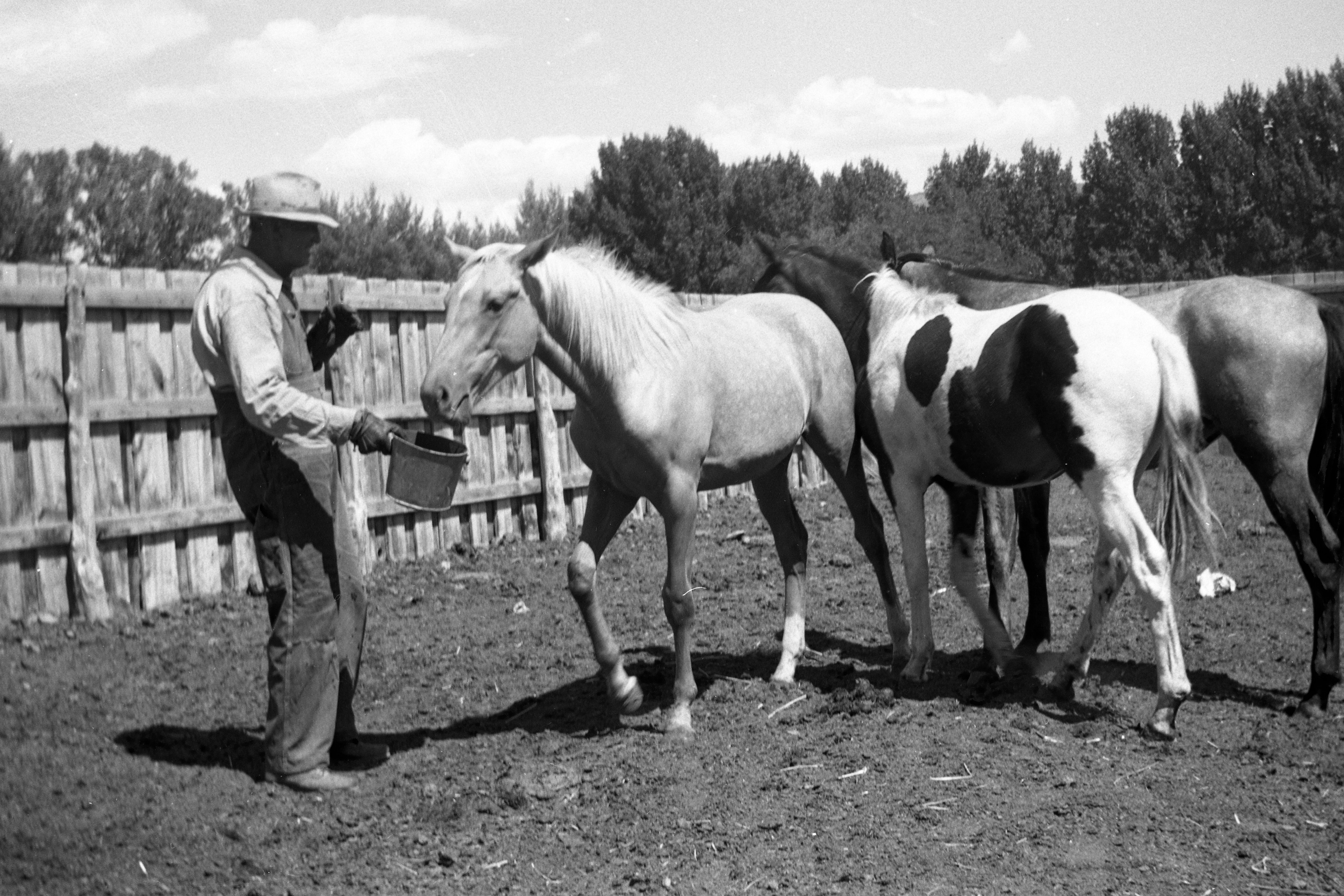Frank S Hatch Feeding Horses 1949