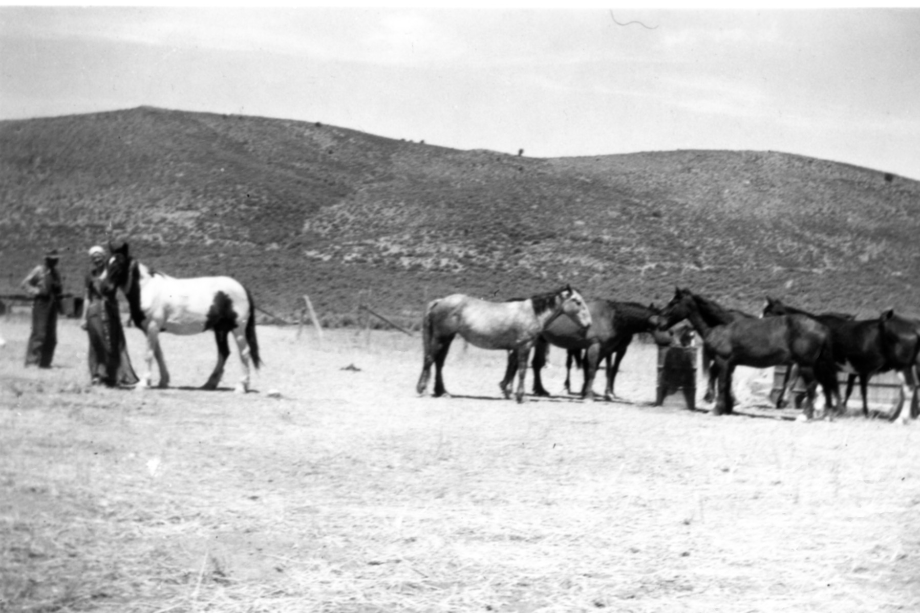 Frank S Hatch,ann Hatch Cramer And Work Horses 141