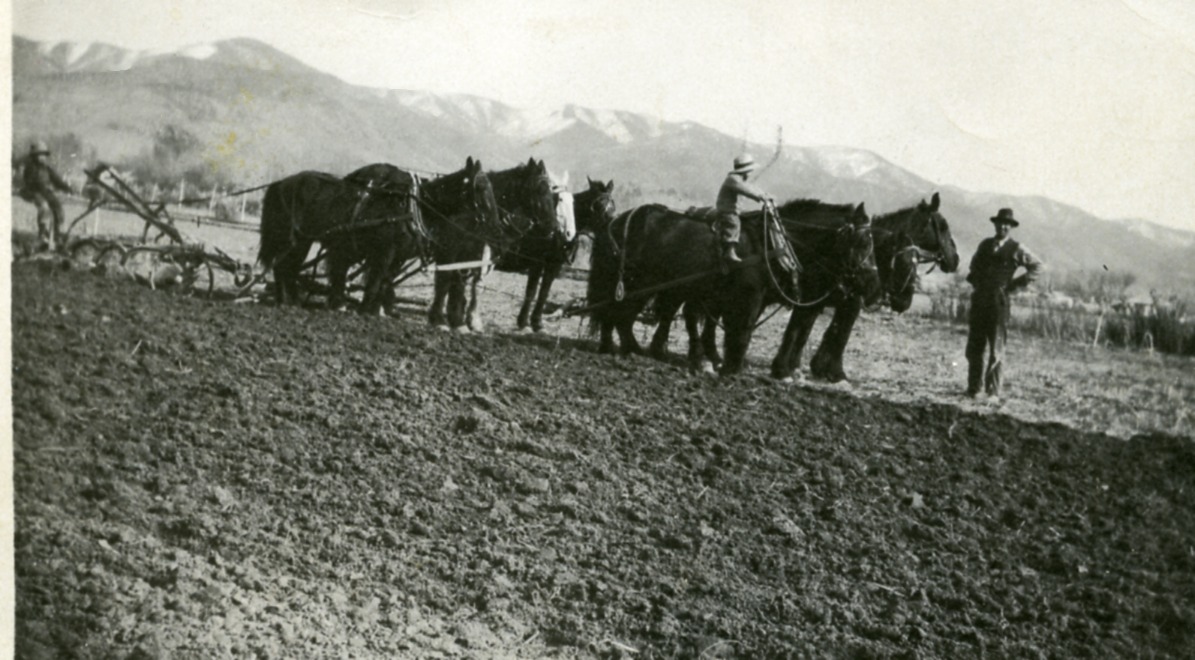 Frank S, William C Far Left, Frank C On Horse