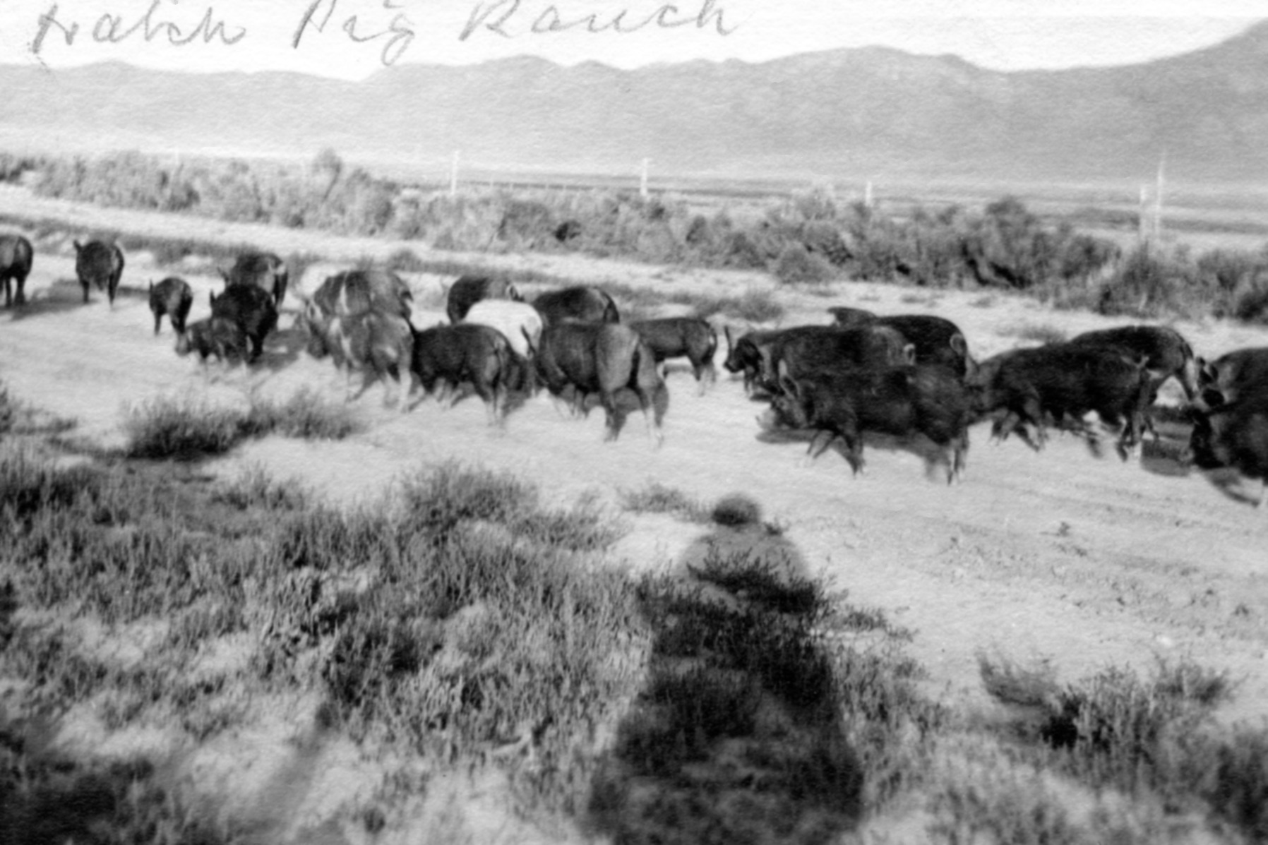 Hatch Hogs Heading For Scipio 1919