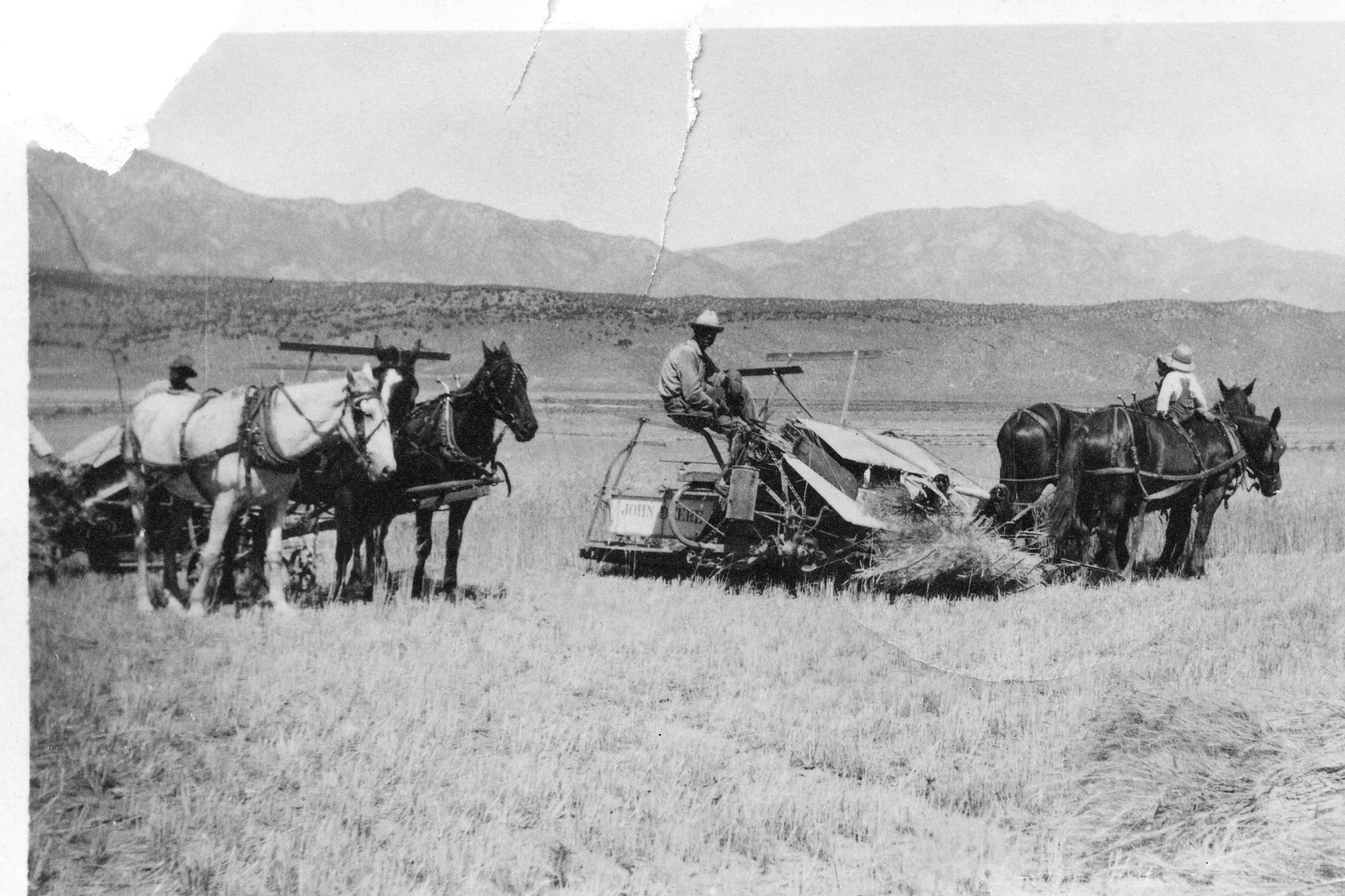 Marvin And Frank Hatch Cutting Oats At Knoll Field, William And Frank C On Horses 1921