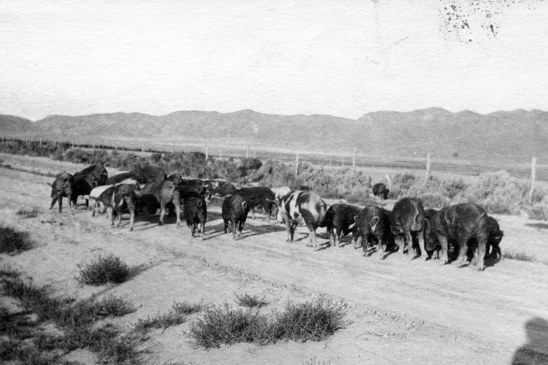 Pigs On The Way To Scipio 1919