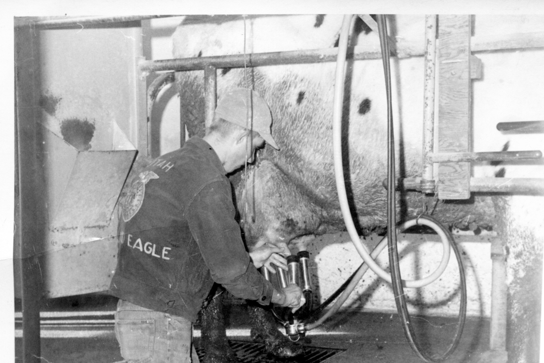 Steve Hatch Milking Cows Scipio #2