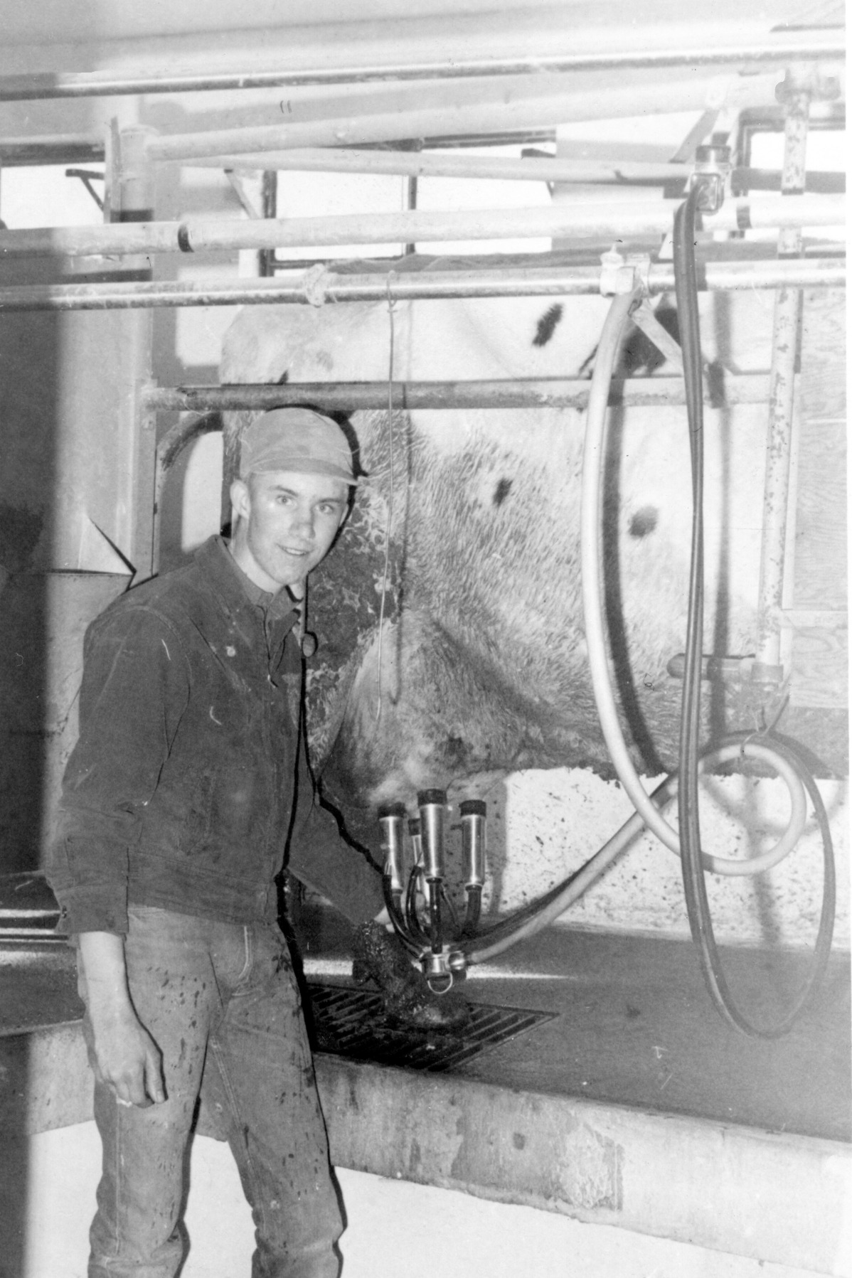 Steve Hatch Milking Cows Scipio